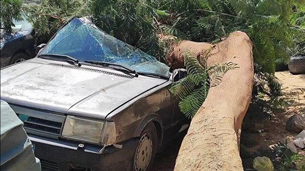 سقوط شجرة على سيارة