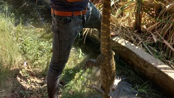 حيوان يشبه التمساح