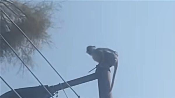 ظهور نسناس الأقصر