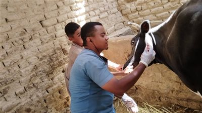 حملات بيطرية شاملة بالوادي الجديد لفحص وتحصين الثروة الحيوانية