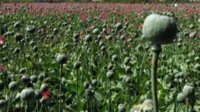 خطة إيرانية لزراعة الأفيون بشكل قانوني