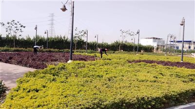 حدائق أكتوبر تزرع 1000 فدان مسطحات خضراء للحفاظ على الرؤية البصرية