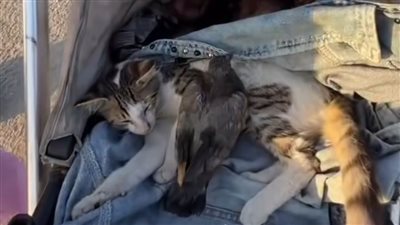 بـ قطة وحمامة.. أطفال ينزحون من ويلات الحرب في مشهد إنساني مؤثر