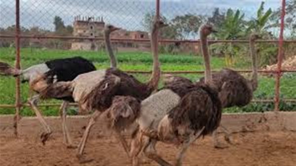 إنفلونزا الطيورhttps://www.cairo24.com/2282513