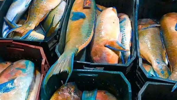 سمك البغبغان - أرشيفية