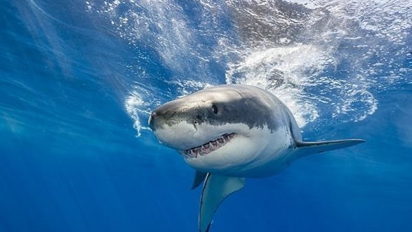 القرش - تعبيرية 