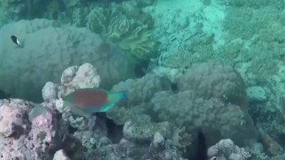 أقوى 100 مرة من الطاقة الحيوية التقليدية.. اكتشاف طاقة هائلة في أعماق البحار 