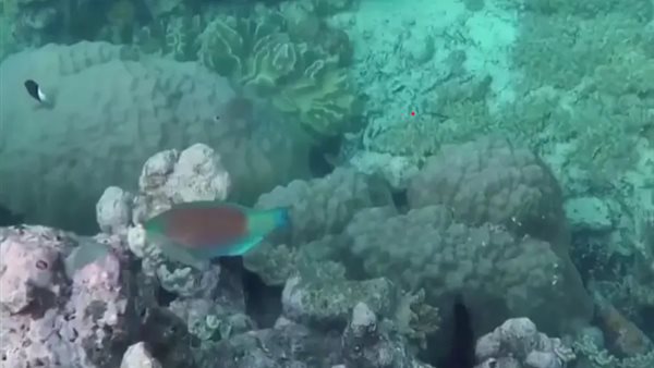  أعماق البحار 