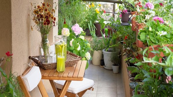 كيفية زراعة النباتات