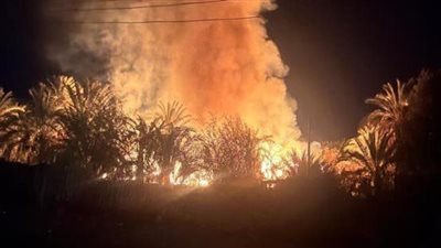 اندلاع حريق بمزرعة نخيل في مدينة الخارجة بالوادي الجديد
