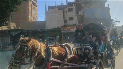 بيزوروا المعبد بالحنطور.. انتعاشة كبيرة في حركة السياحة بـ أسوان