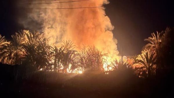 حريق بمزارع نخيل
