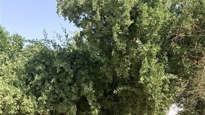 تساعد في علاج الفم وتنشيط الكبد وعلاج الحمى.. أشجار الأراك بمحمية نبق صيدلية علاج ربانية | صور