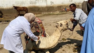 تحصين أكثر من 200 ألف رأس ماشية ضد الحمى القلاعية خلال سبتمبر بالجيزة
