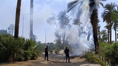دون إصابات.. السيطرة على حريق أشجار النخيل في الكرنك بالأقصر