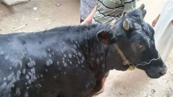 مرض الجلد العقدي