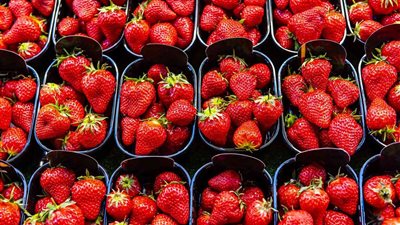 مصر تصدر 133 ألف طن فراولة طازجة بـ 134 مليون دولار خلال موسم 2024 ـ 2025