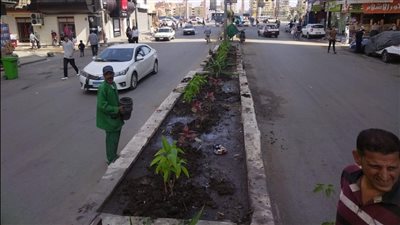 التنمية المحلية: الانتهاء من أعمال التشجير والتجميل بمحور الشعراوي.. وزراعة 18 ألف شجرة بكفر الشيخ والدقهلية