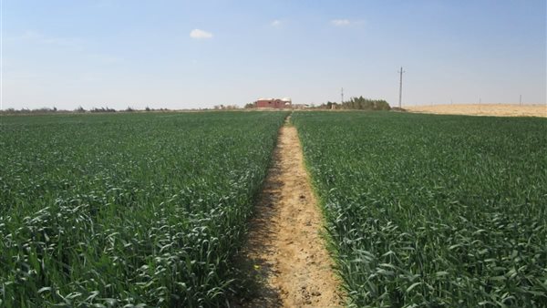 الدكتور علي عبد العزيز