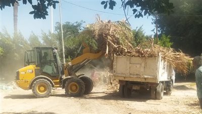 رفع 5 أطنان مخلفات أشجار من شوارع حي وسط بالإسكندرية