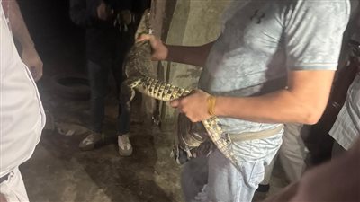 العثور على تمساح داخل منزل موسيقي شهير بحدائق الأهرام.. ومنع الطب البيطري من المعاينة