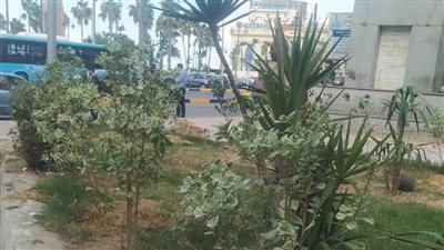 حي وسط بالإسكندرية يزرع 75 شجيرة ضمن أعمال الخطة الاستثمارية للحدائق