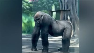 غوريلا تثير الذعر في حديقة حيوان أمريكية.. والمسؤولون: في مرحلة المراهقة ومندفعة |فيديو 