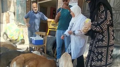 استمرار حملات تحصين الكلاب الضالة ضد مرض السعار بالسويس