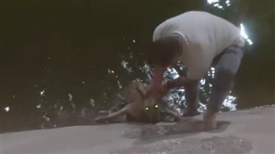 شاب من الأقصر يُنقذ كلبًا من الغرق في الترعة.. و”هز الرأس” رسالة شكر غير متوقعة من الحيوان لمنقذه