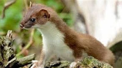 مصابة بقطع في الوجه والكف.. انتداب الطب الشرعي لبيان سبب وفاة صغيرة بسوهاج