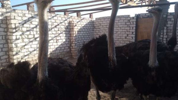 نعام- تعبيرية