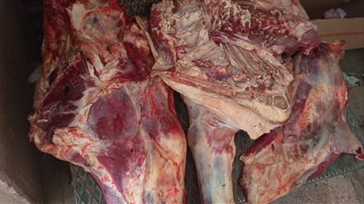 ضبط لحوم فاسدة عليها أختام مزورة ضمن حملة بيطرية موسّعة لحماية المستهلك في الأقصر