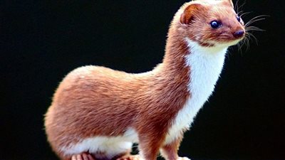 بعد واقعة صغيرة سوهاج.. كيف تتخلص من العرسة وتحمي أطفالك من خطرها داخل المنزل؟