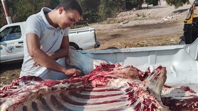 ضبط ذبيحة غير صالحة للاستهلاك الآدمي تزن 350 كجم خلال حملة مكبرة على أسواق الغنايم بأسيوط