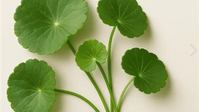 أبرزها ترطيب البشرة.. تعرف على فوائد عشبة النمر 