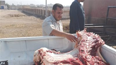 تموين أسيوط: ضبط لحوم وفراخ فاسدة وتحرير 616 محضرًا للمخابز البلدية والأسواق