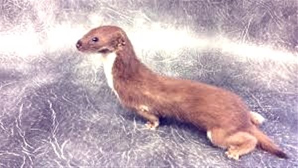 عرسة تنهي حياة رضيعة