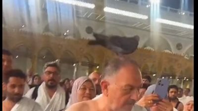 حمامة تهبط على رأس معتمر في مشهد يلامس القلوب أمام الكعبة المشرفة