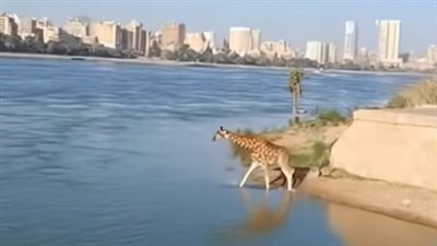 زرافة في النيل ومروحية تنقذها.. 30 ثانية أثارت الجدل على السوشيال ميديا ورد رسمي من حديقة الحيوان| فيديو