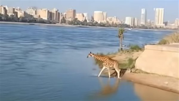 حقيقة فيديو تواجد