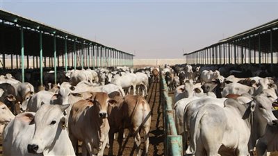 بيطريي الوادى الجديد تستعد للحملة القومية لتحصين الماشية بفرق ثابته ومتحركة