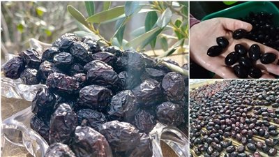 طريقة تخليل الزيتون الأسود الناشف المجعد.. يتخزن لمدة سنة كاملة 