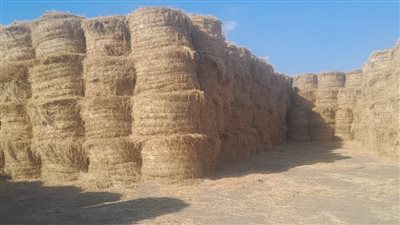 الزراعة: إنتاج 4800 طن أسمدة عضوية من قش الأرز 