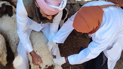 انطلاق الحملة الثالثة للتحصين ضد الحمى القلاعية والوادي المتصدع بجنوب سيناء