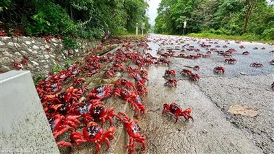 تشبه السجادة الحمراء.. ملايين السلطعونات تبدأ هجرتها السنوية بأستراليا