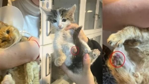 بتر أطراف الحيوانات