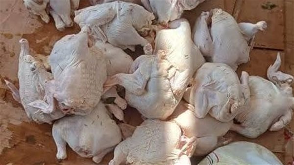 فراخ غير صالحة للاستهلاك