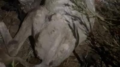 ضبط المتهم بذبح الحمير داخل أرضٍ زراعية بالغربية.. والطب البيطري يتابع المطاعم المجاورة لمحل الواقعة