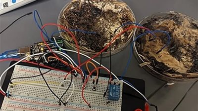 بالاعتماد على فطر شيتاكي.. تطوير نظام حاسوبي يمكنه تخزين البيانات الرقمية ومعالجتها 