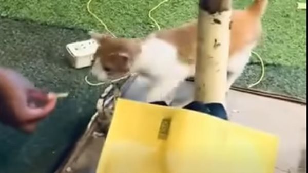 فيديو الواقعة